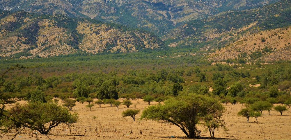 Cobertura vegetal y bosque nativo